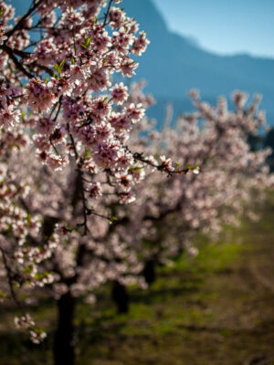 almendros-en-flor-mula-121